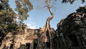 Ta Prohm Siem Reap Covered by trees` roots, Cambodia